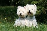 WESTIE 277